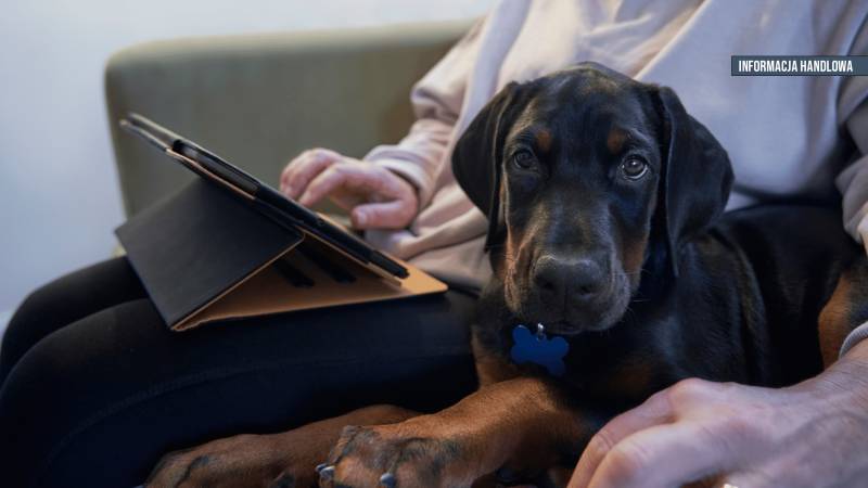 Polisa online – czy warto kupić ubezpieczenie przez internet?